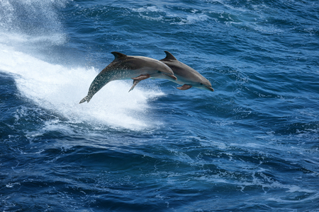 An injured dolphin appears to be happy, due to its naturally